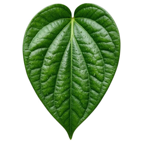 Betel Leaves
